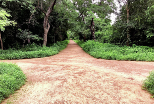 Burkina Faso espaces verts