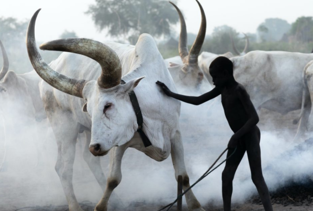 nyala